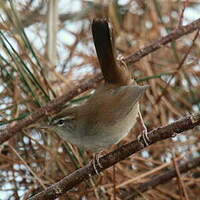 Bouscarle de Cetti