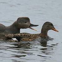 Canard chipeau