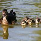 Canard mandarin