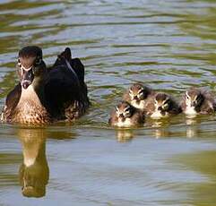 Canard mandarin