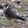 Eurasian Hobby