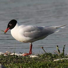 Mouette mélanocéphale