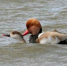 Nette rousse