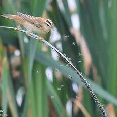 Phragmite des joncs