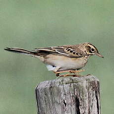 Pipit de Richard