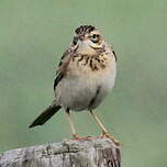 Pipit de Richard