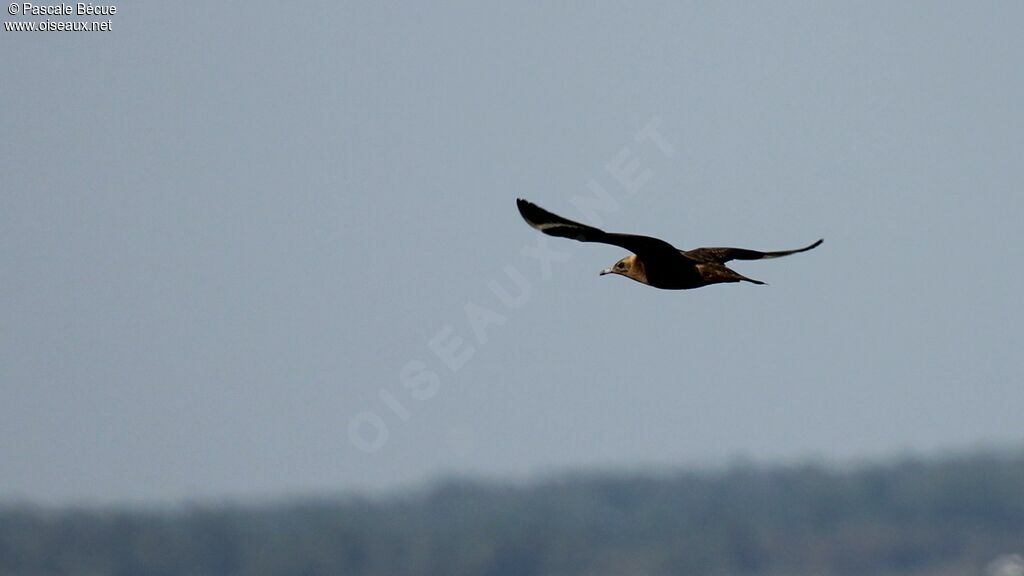 Parasitic Jaegerjuvenile, Flight