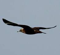 Parasitic Jaeger