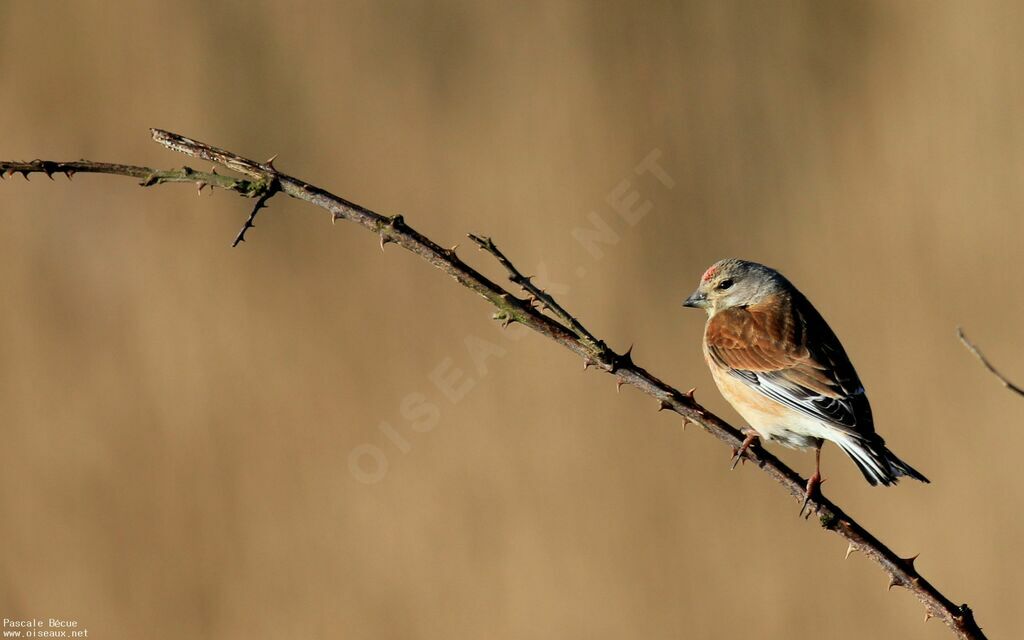 Common Linnet male adult