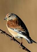 Common Linnet