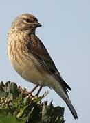 Common Linnet