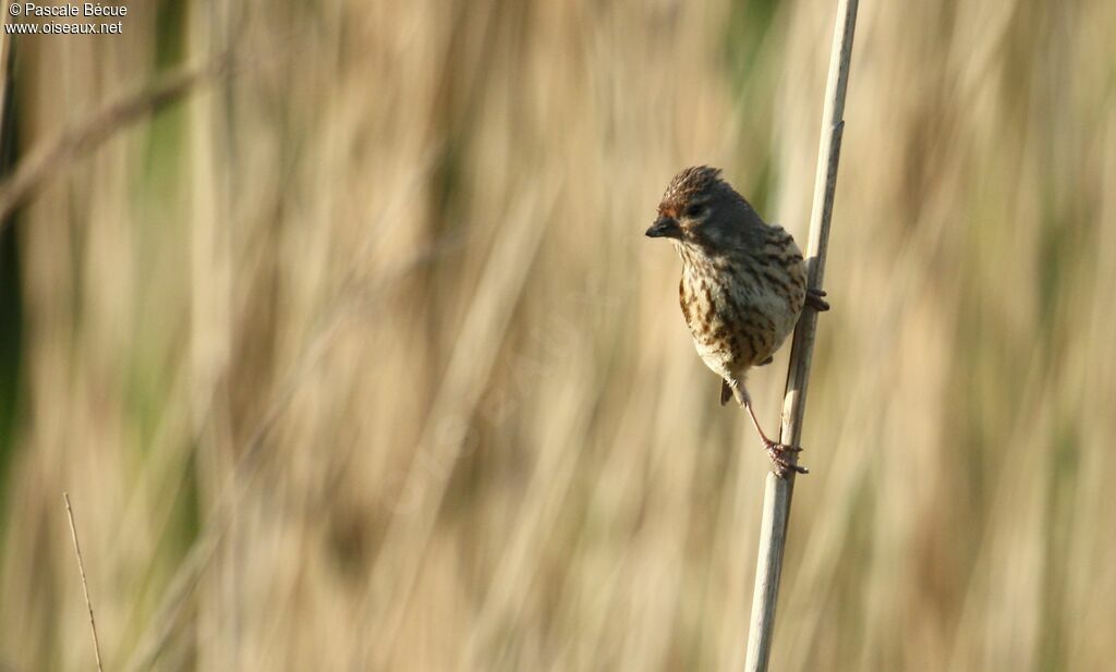 Common Linnet male immature