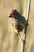 Common Linnet