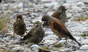 Common Linnet