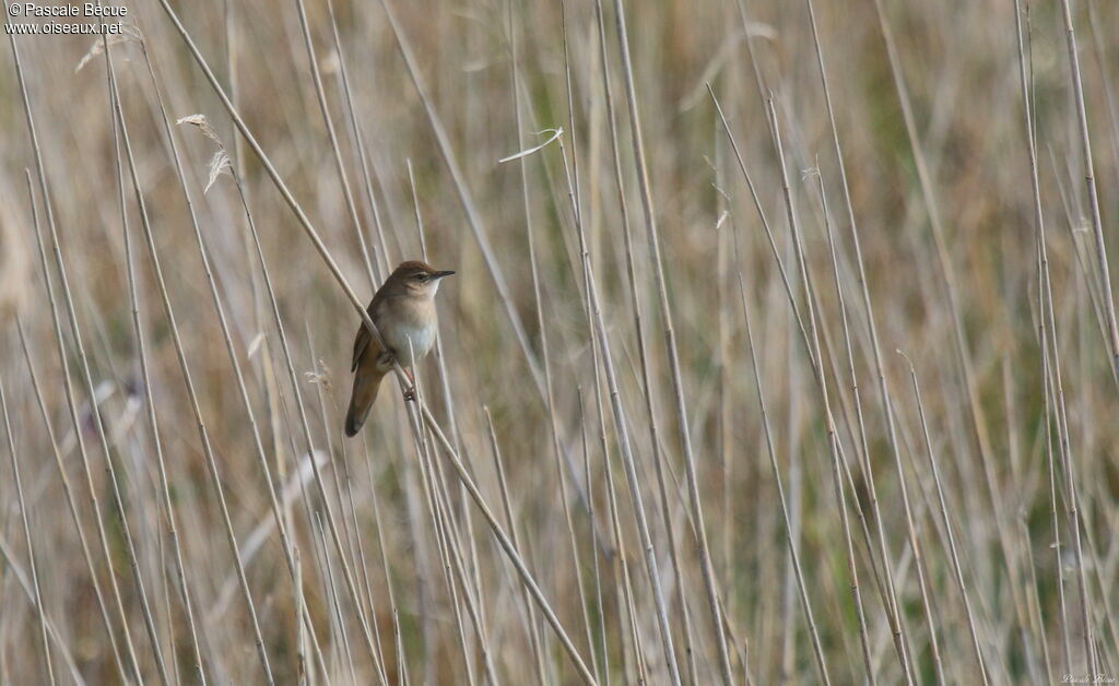 Savi's Warbler male adult, identification