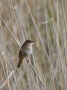 Savi's Warbler