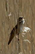 Savi's Warbler