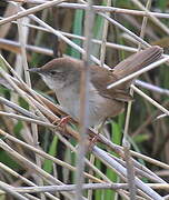 Savi's Warbler