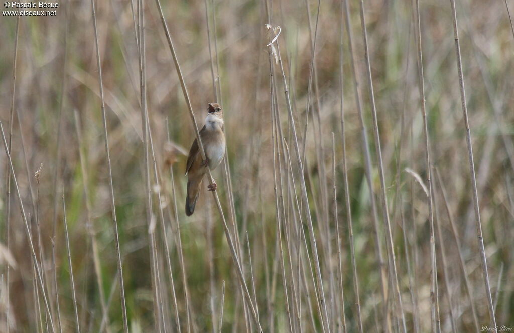 Savi's Warbler male adult breeding, identification, song