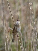 Savi's Warbler