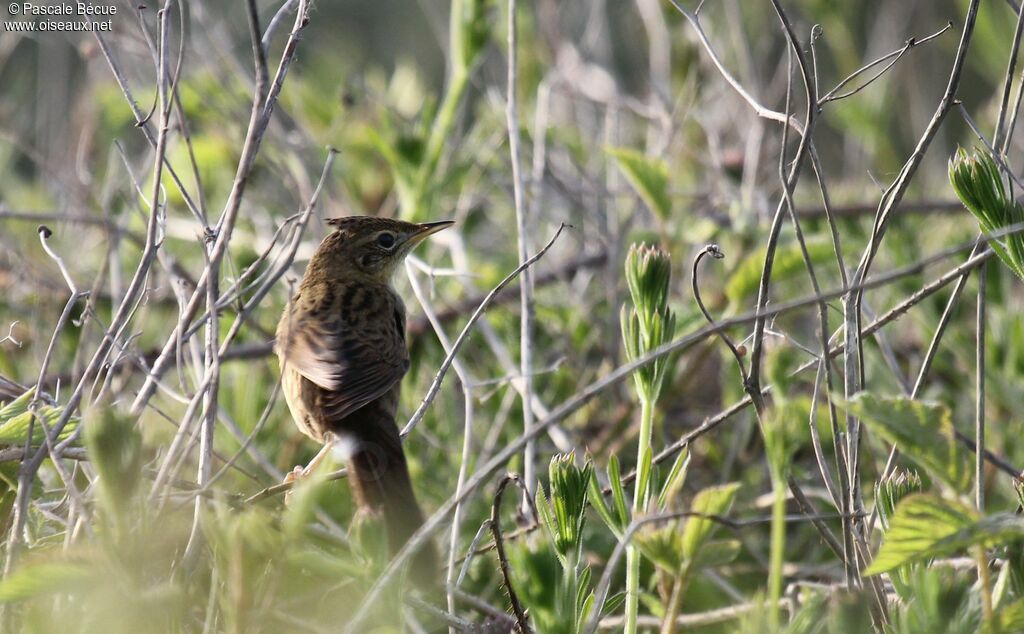 Common Grasshopper Warbler