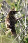 Common Grasshopper Warbler