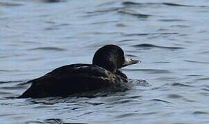 Common Scoter