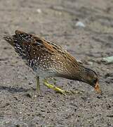 Spotted Crake