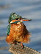 Common Kingfisher