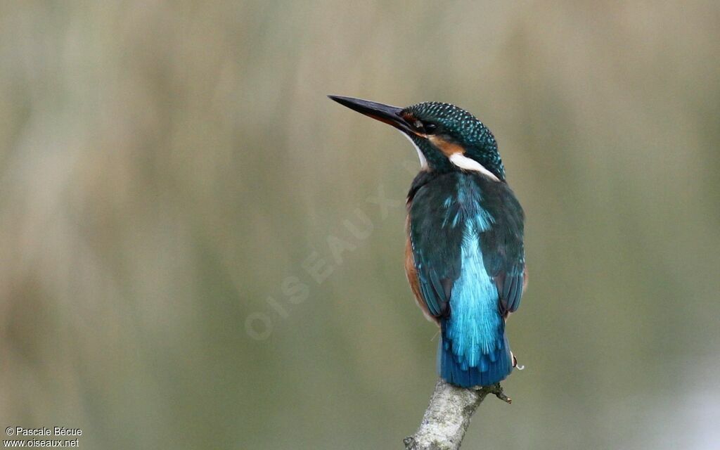 Common Kingfisher female adult