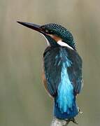 Common Kingfisher