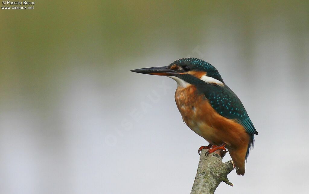 Common Kingfisher female adult