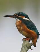 Common Kingfisher