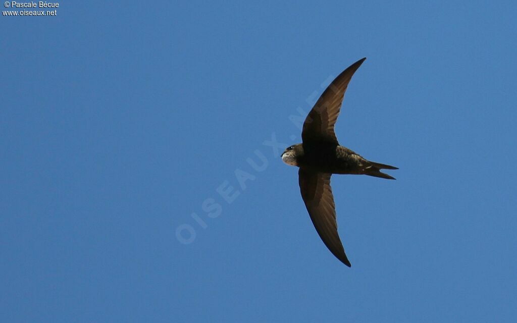 Common Swift, song