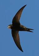 Common Swift