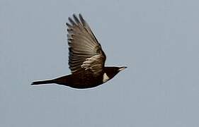 Ring Ouzel