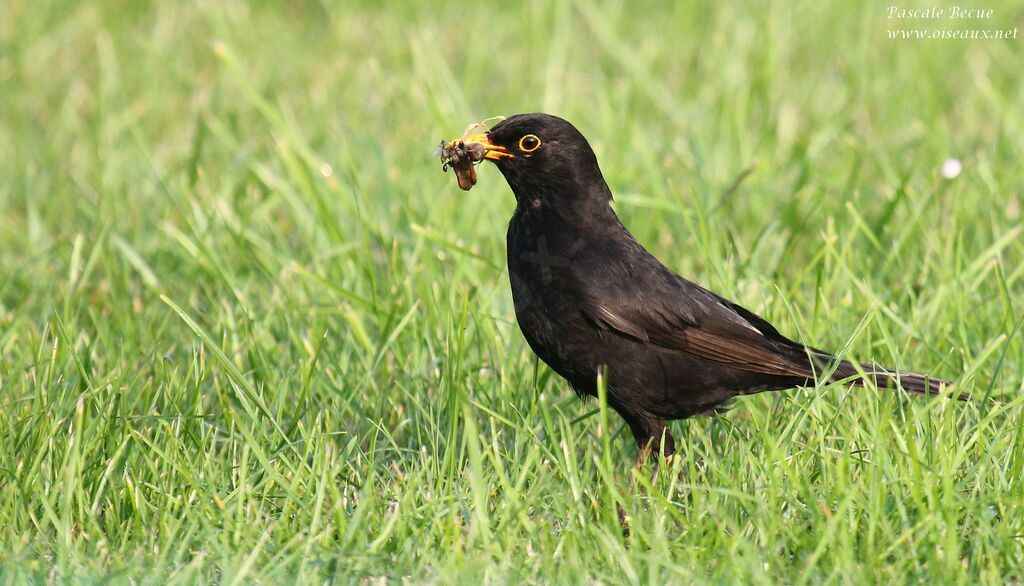 Common Blackbird male adult