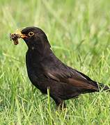 Common Blackbird