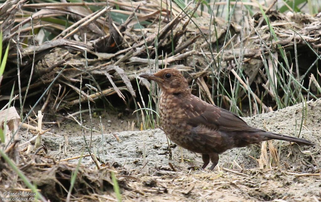 Common Blackbirdjuvenile