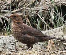 Common Blackbird