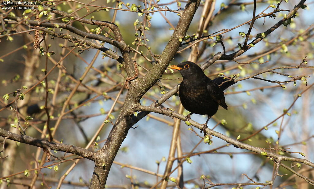 Common Blackbird male adult