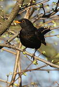 Common Blackbird