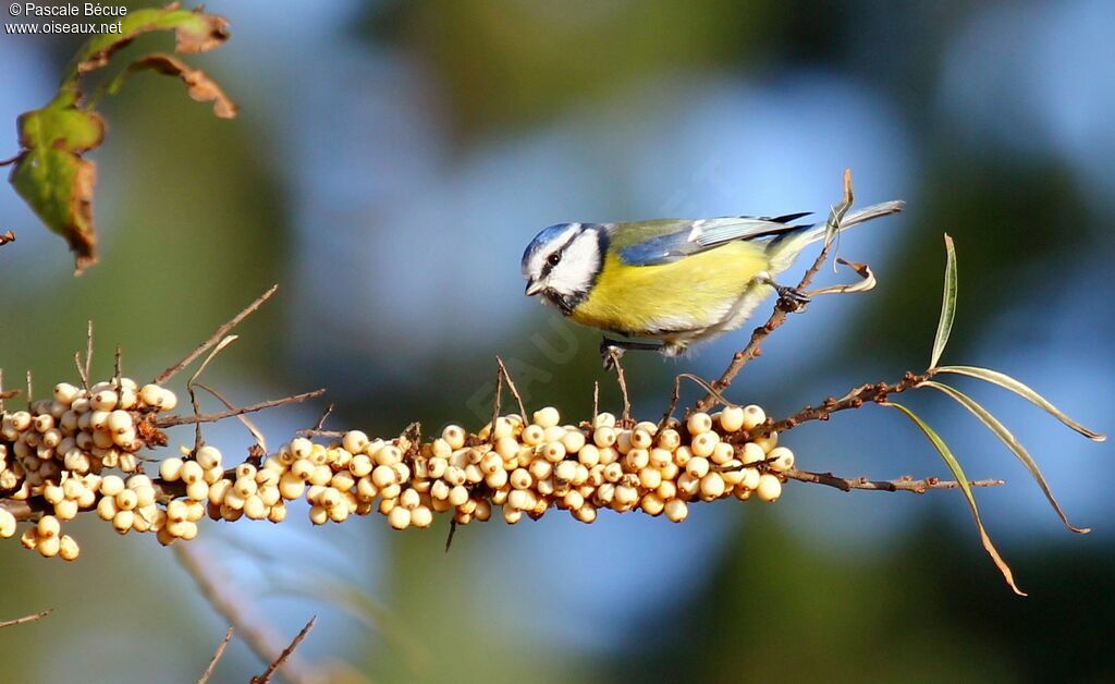 Mésange bleueadulte