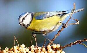 Eurasian Blue Tit