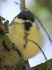 Mésange charbonnière