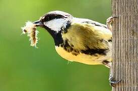 Great Tit