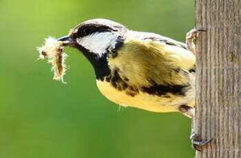 Mésange charbonnière