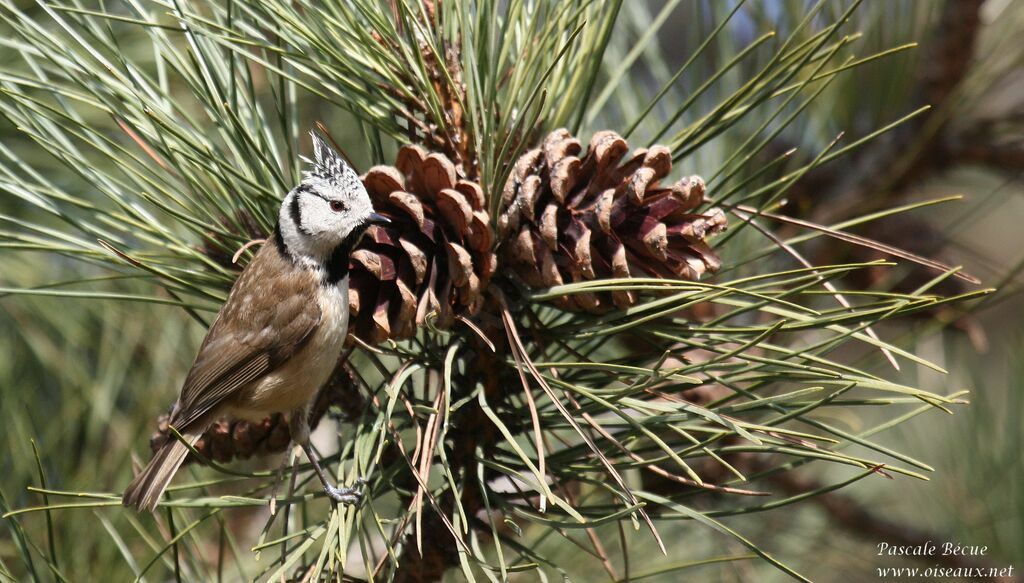 Crested Titadult