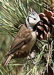 Mésange huppée