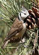 European Crested Tit